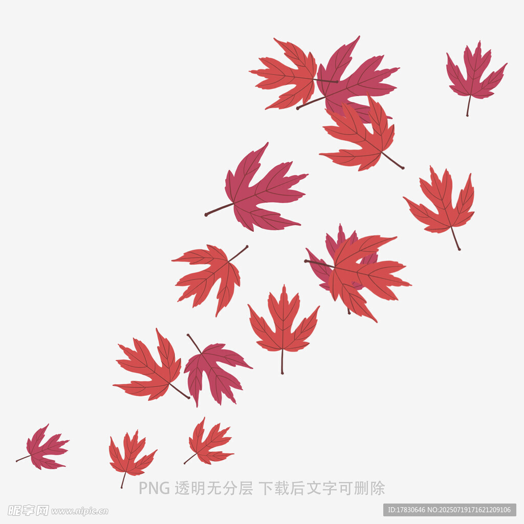 飘落的红色枫叶