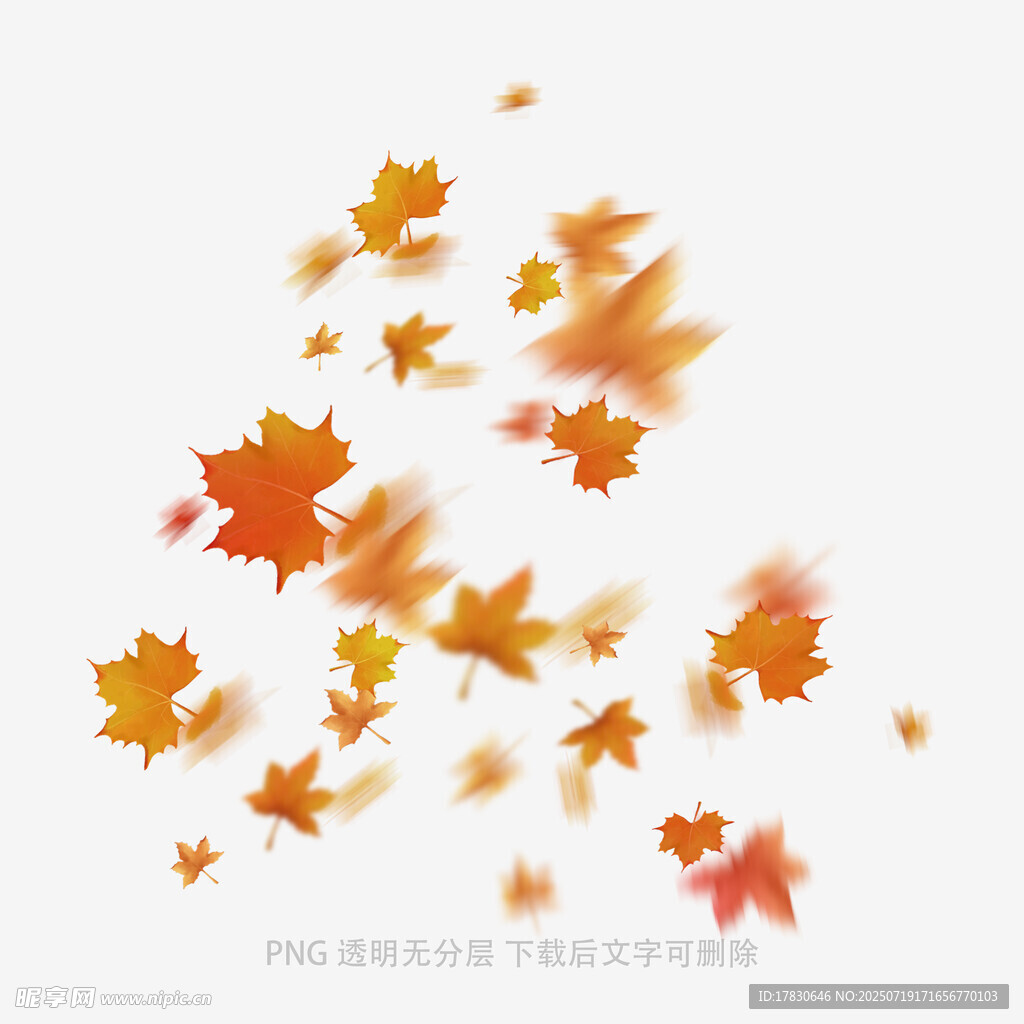飘落的多彩枫叶