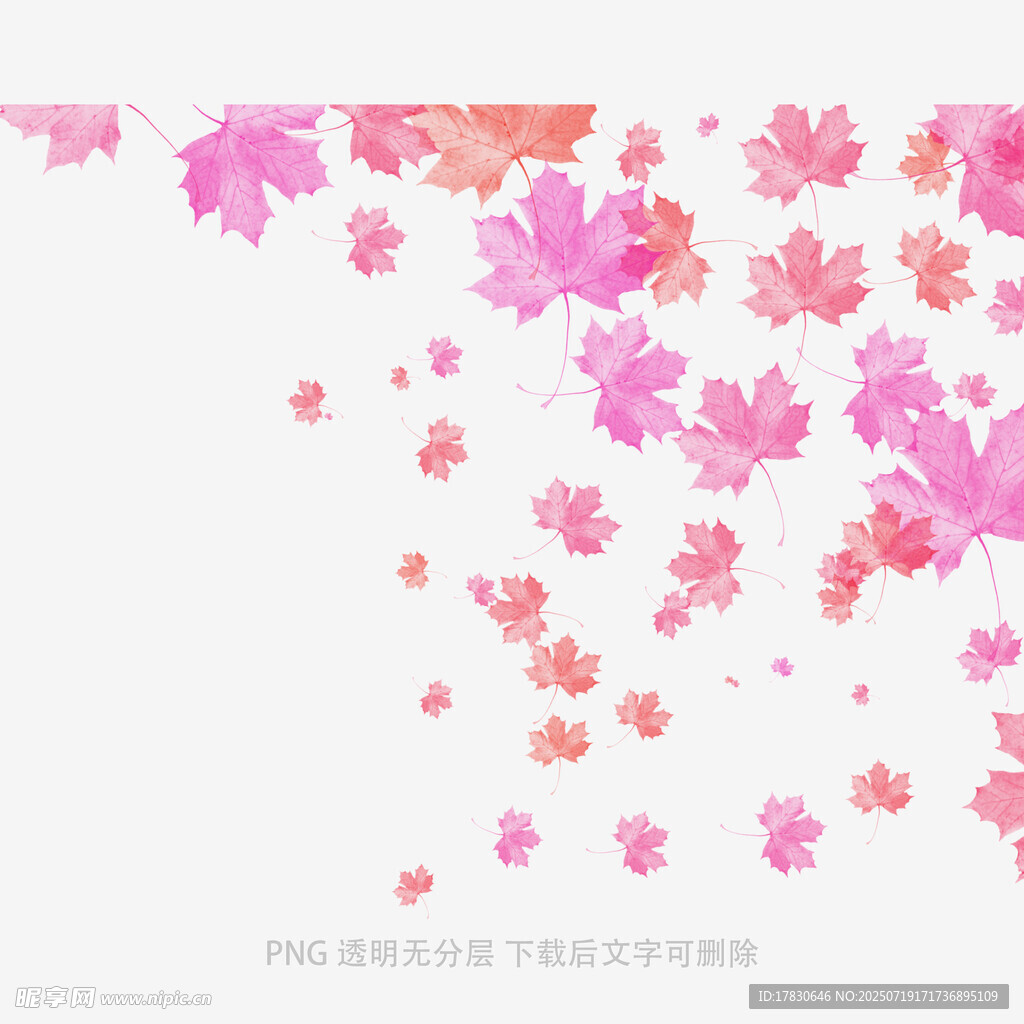 飘落的粉色枫叶背景图