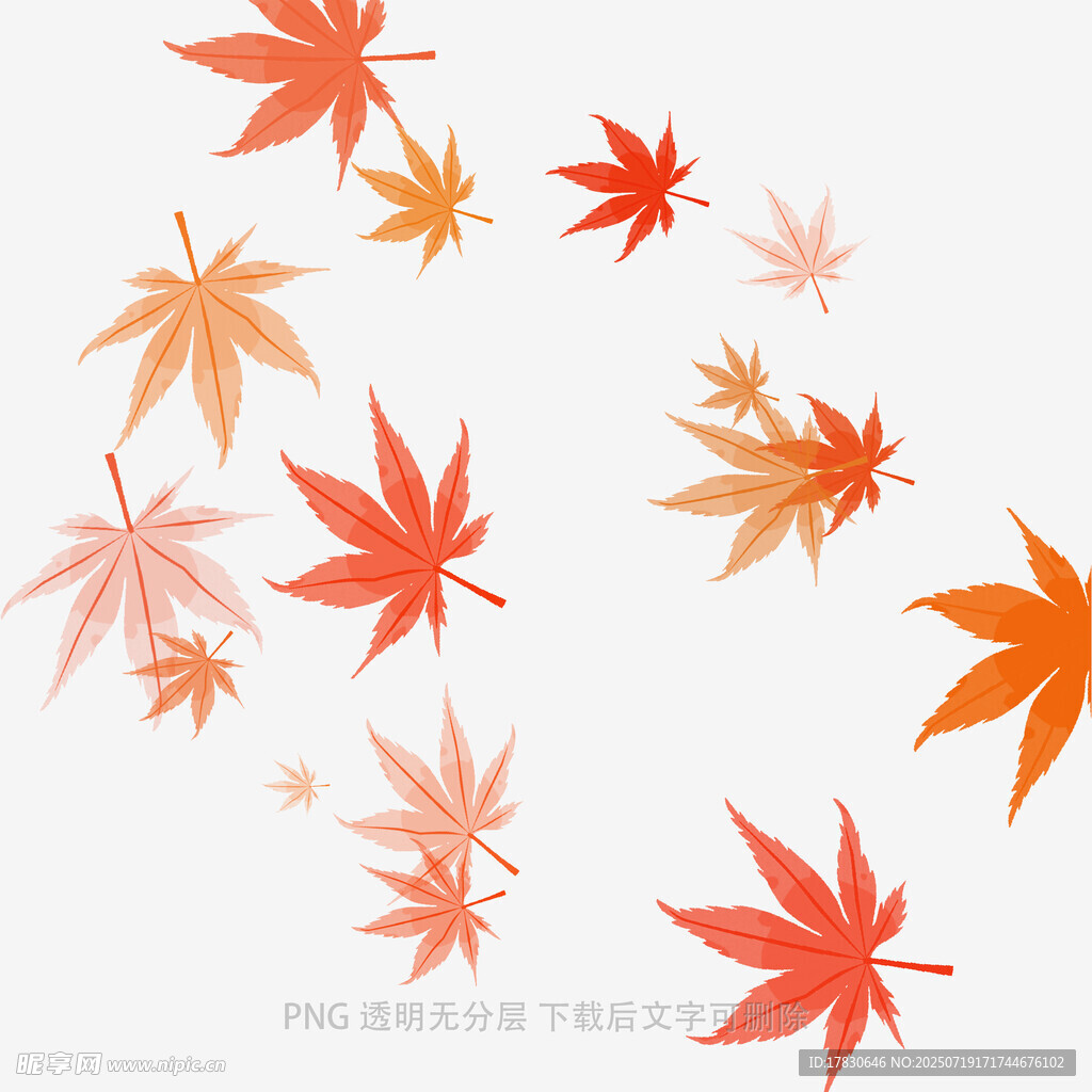 飘落的多彩枫叶