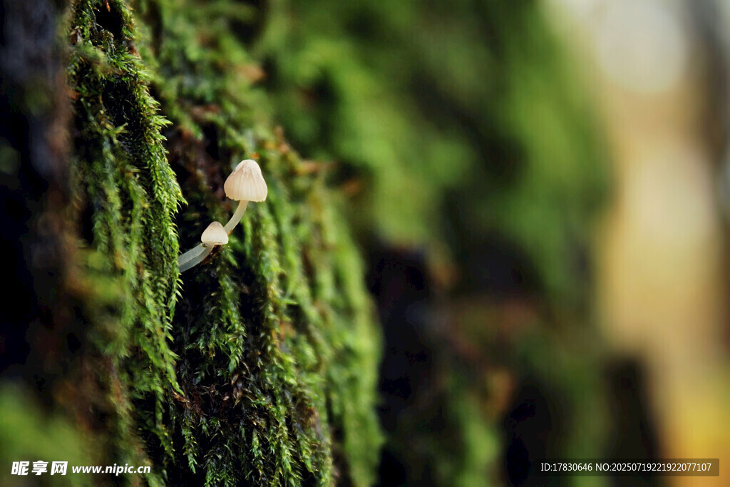 树干上的苔藓与小蘑菇