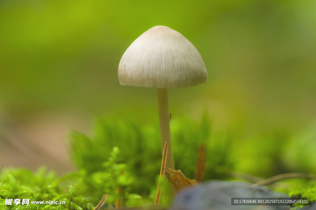 草地上的白色小蘑菇