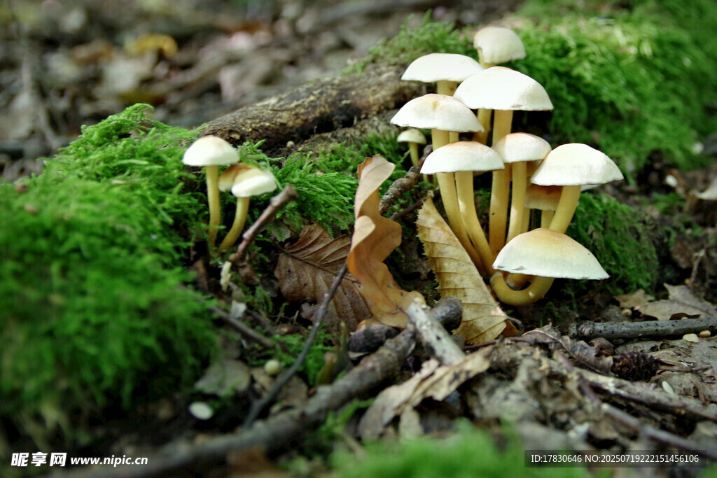 林间苔藓上的白色小蘑菇