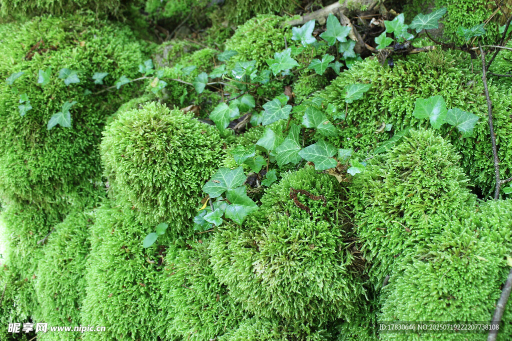 翠绿苔藓植物特写