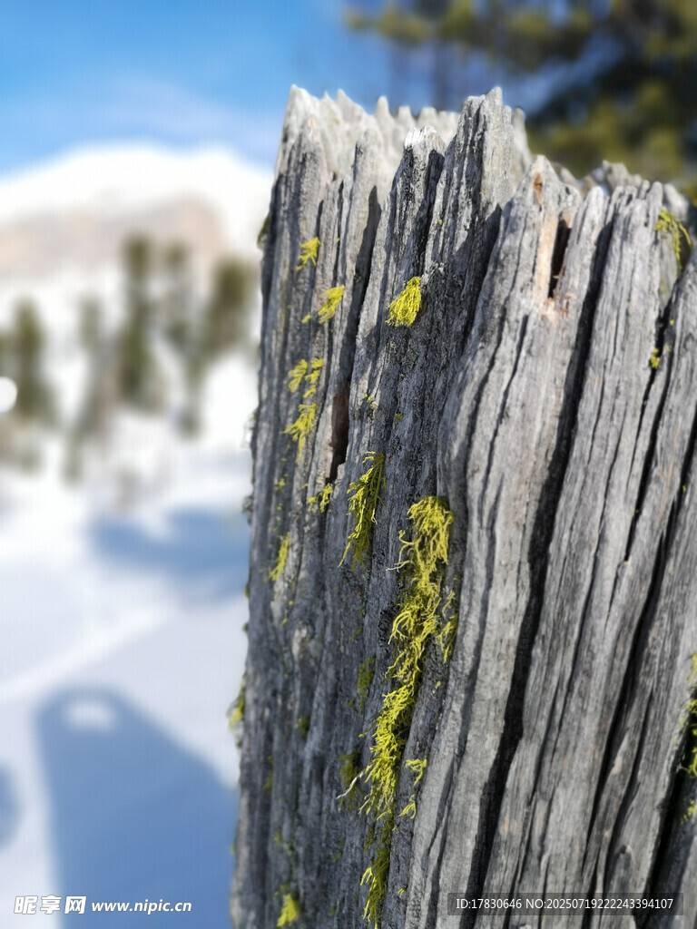 雪地里的斑驳老树桩