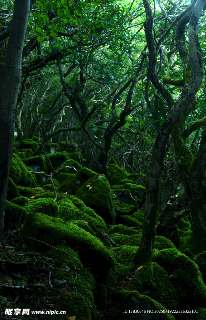 森林中繁茂的苔藓景观