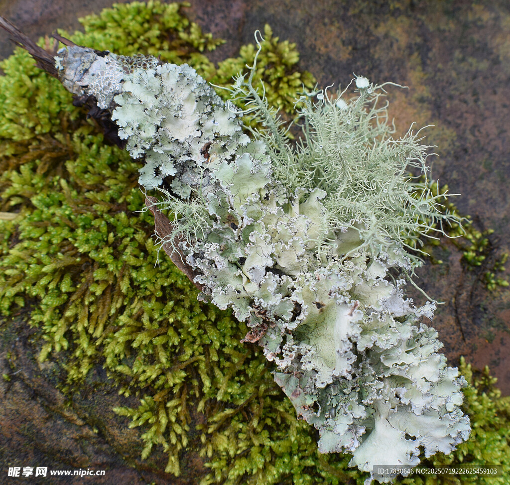 苔藓与地衣的自然组合