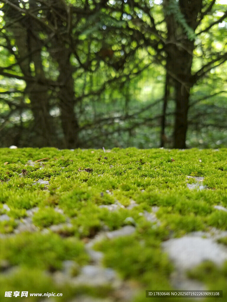 林间翠绿苔藓覆盖地面