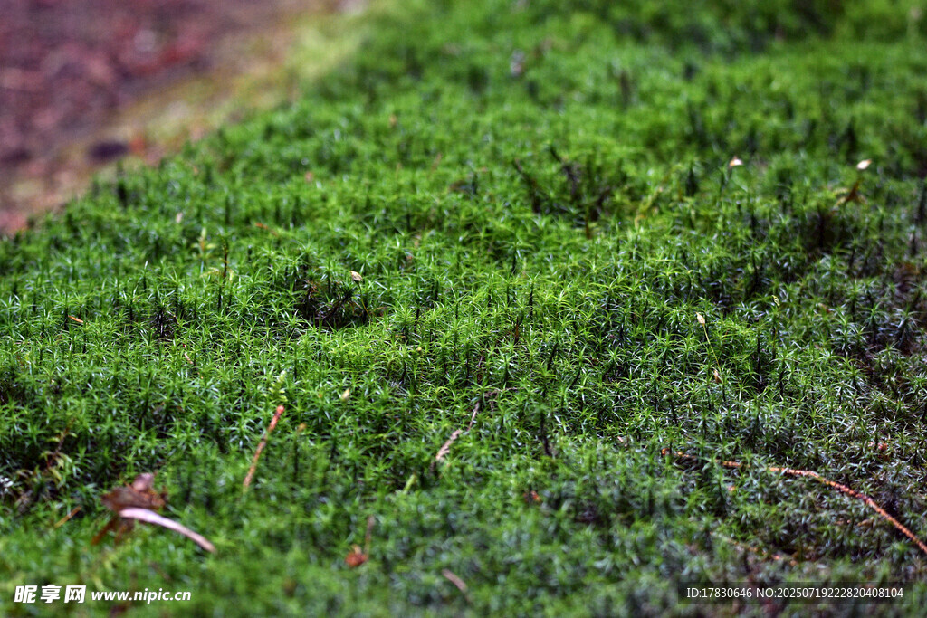 翠绿苔藓近景特写