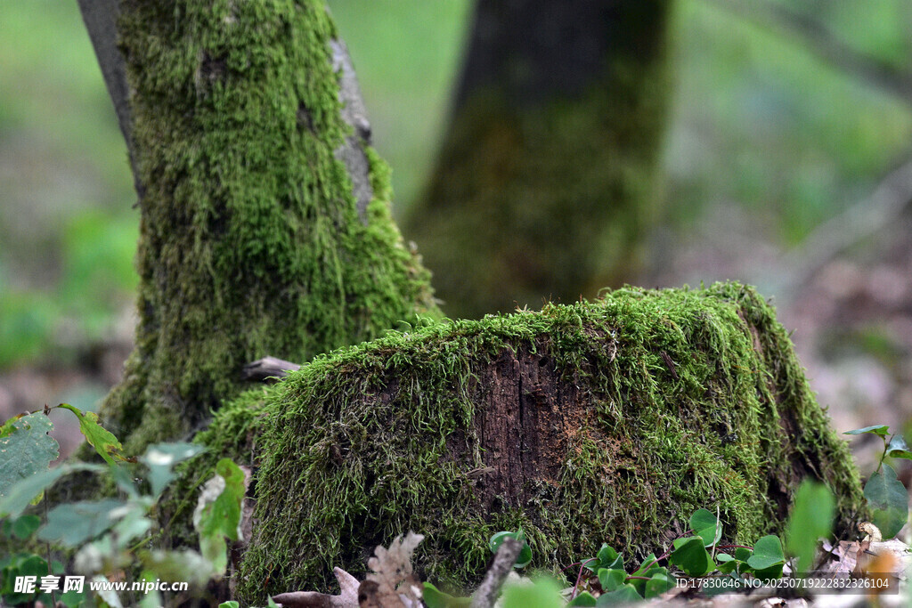 长满青苔的树桩
