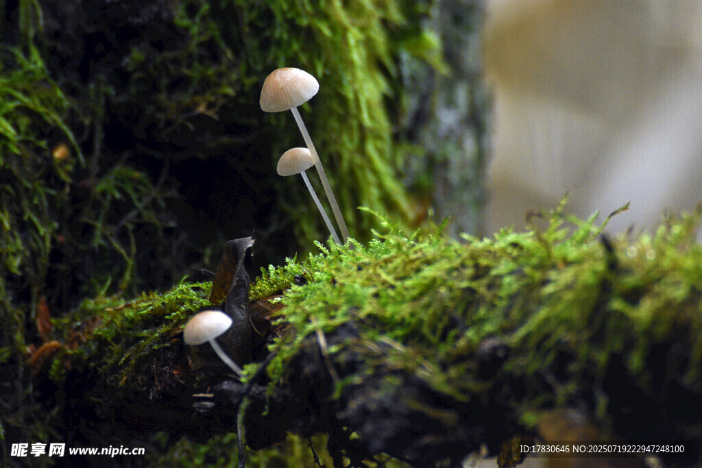青苔上的小蘑菇
