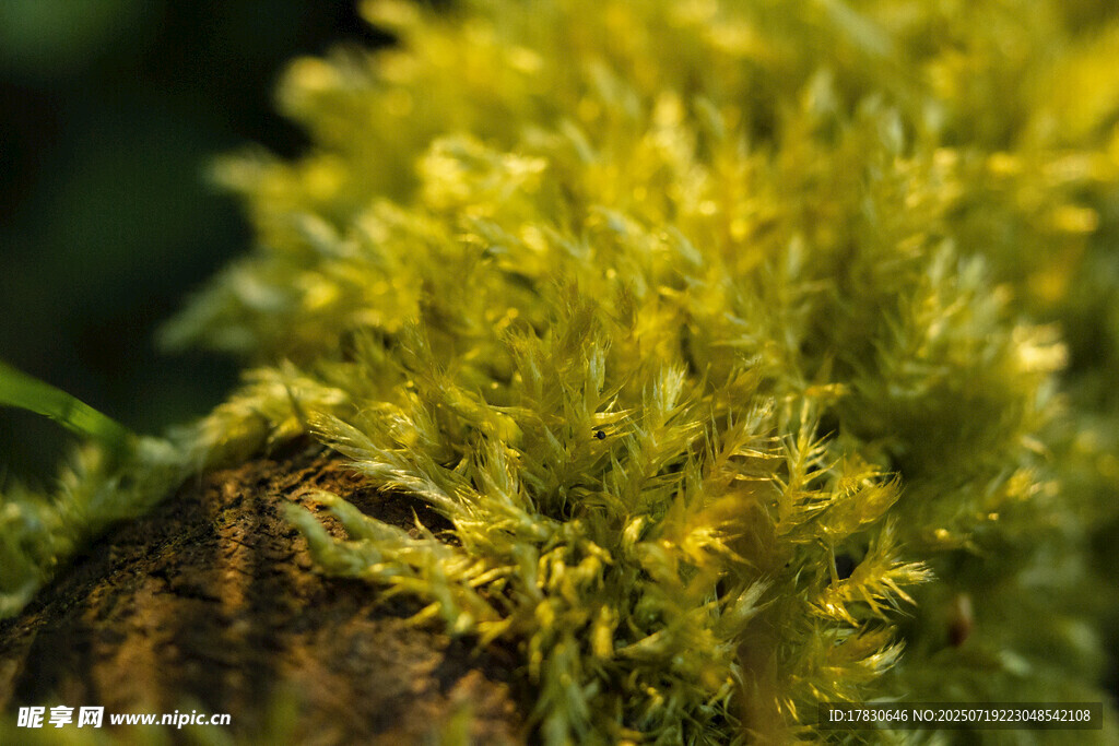 黄色蓬松苔藓特写