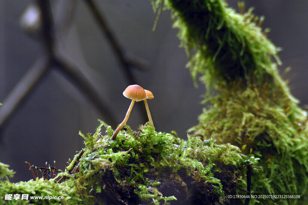 苔藓上的小蘑菇
