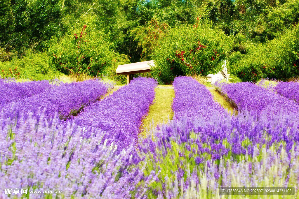 紫色薰衣草花田美景