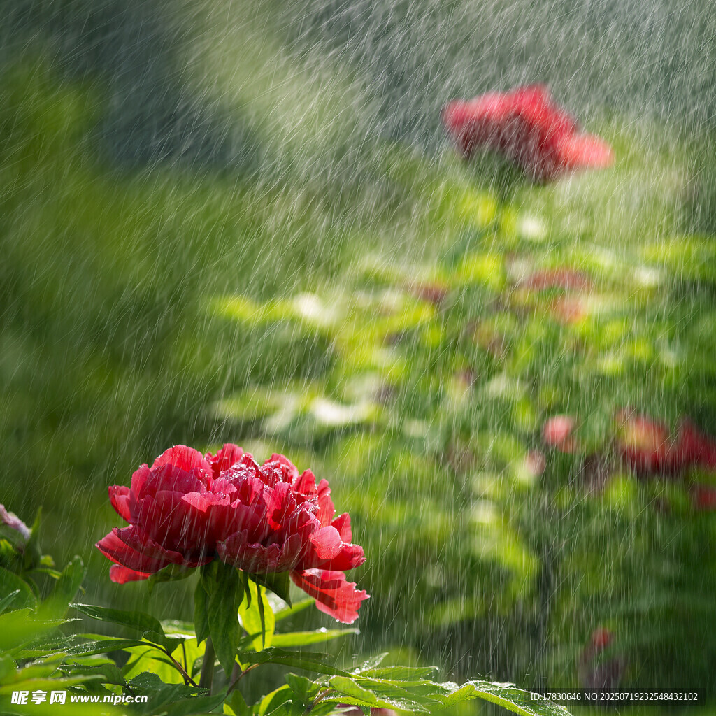 雨中绽放的娇艳红牡丹