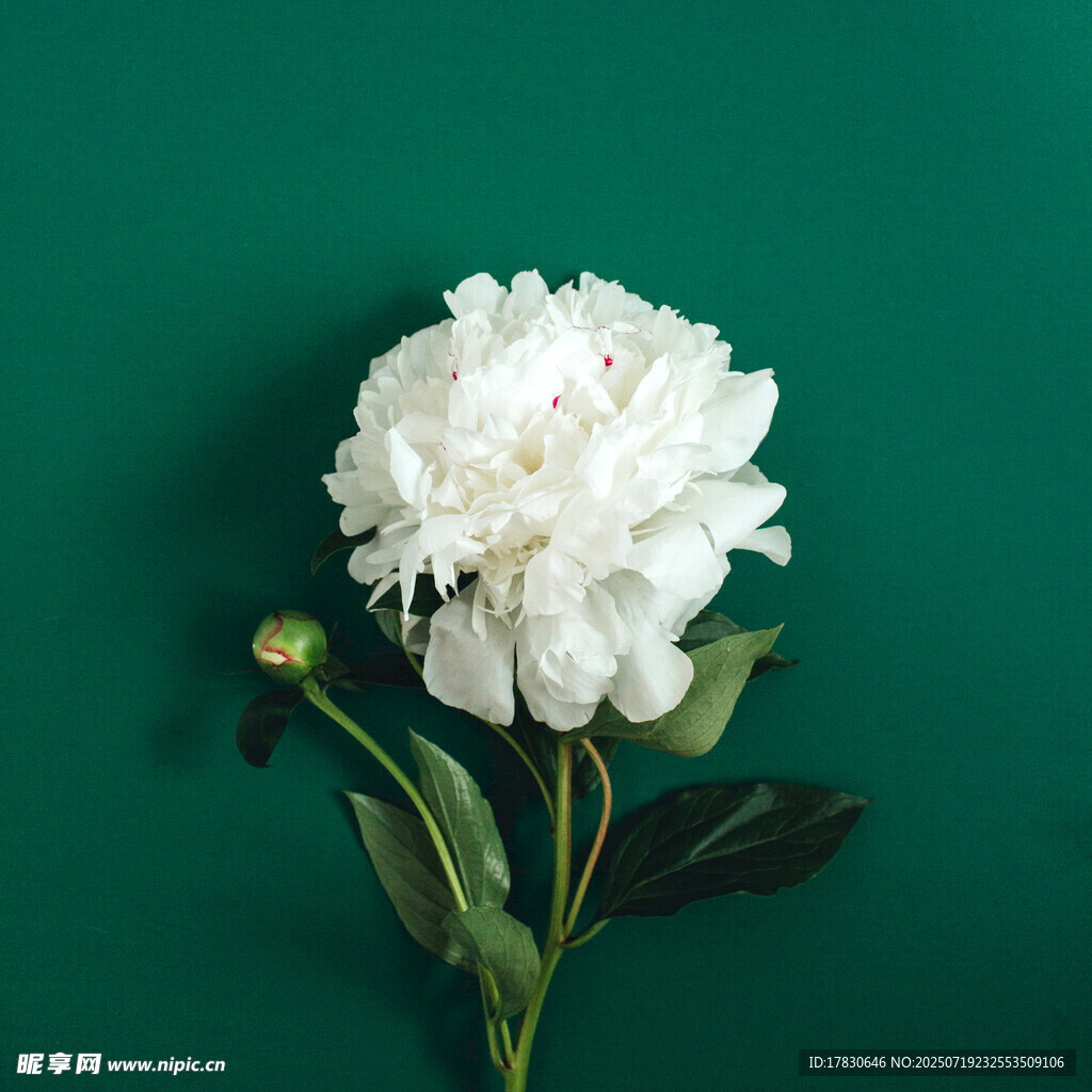 绿底白芍药花特写