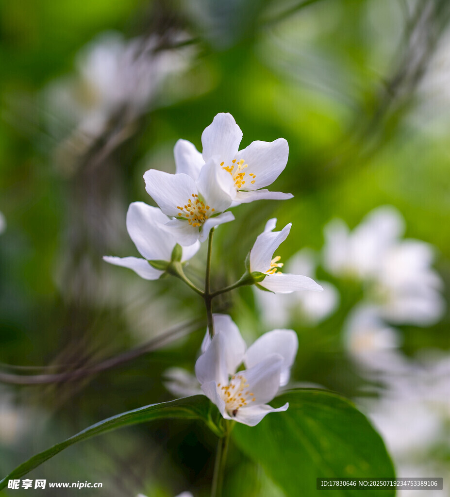洁白琼花绽放绿意间