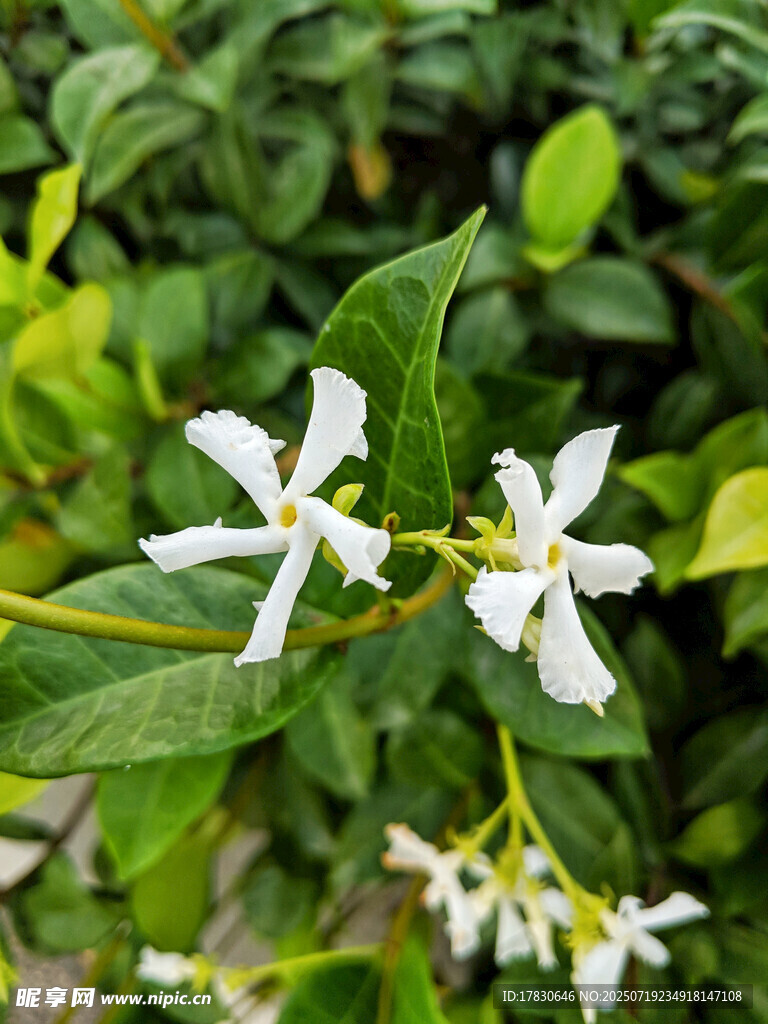洁白素雅的绽放花朵