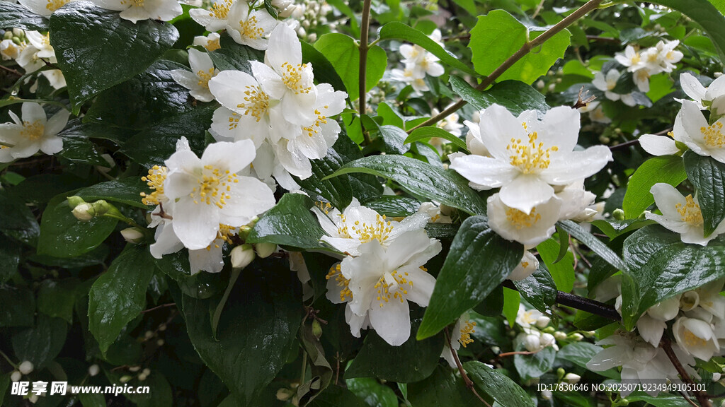 洁白茉莉花绽放绿叶间