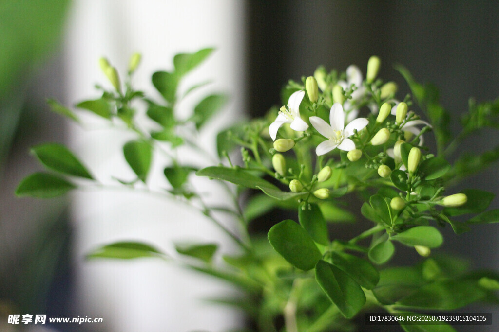 清新白色小花绿植特写