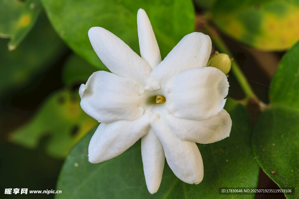 洁白茉莉花特写