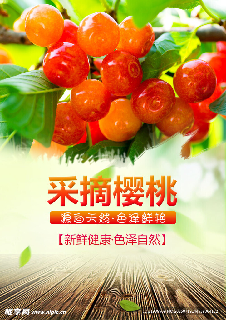 樱桃采摘