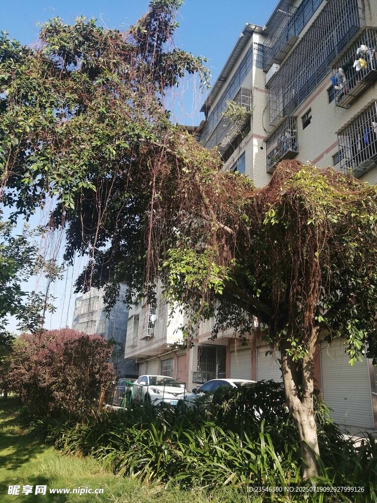被菟丝子困住的树