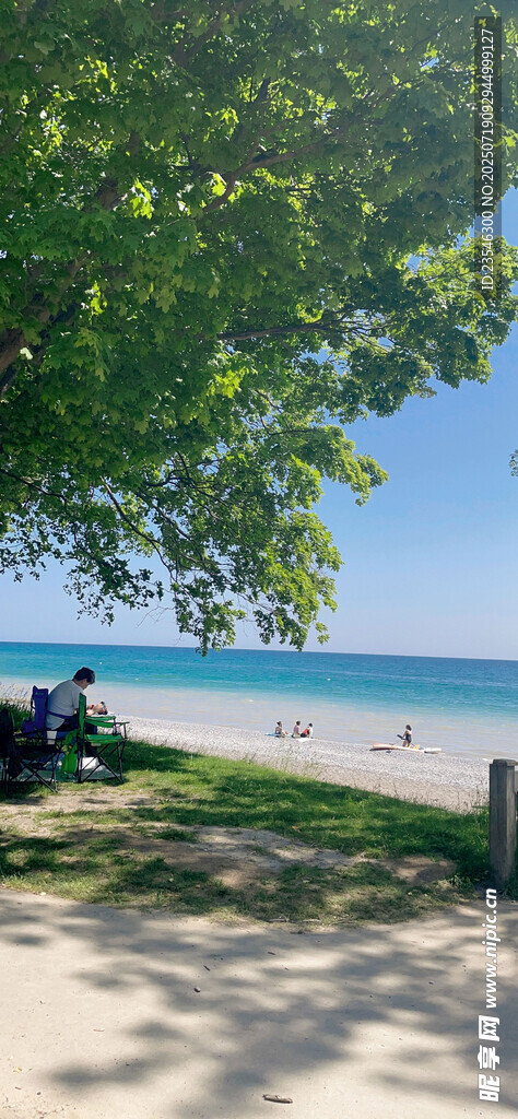 海边的树阴下