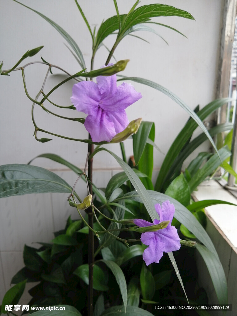 蓝花草