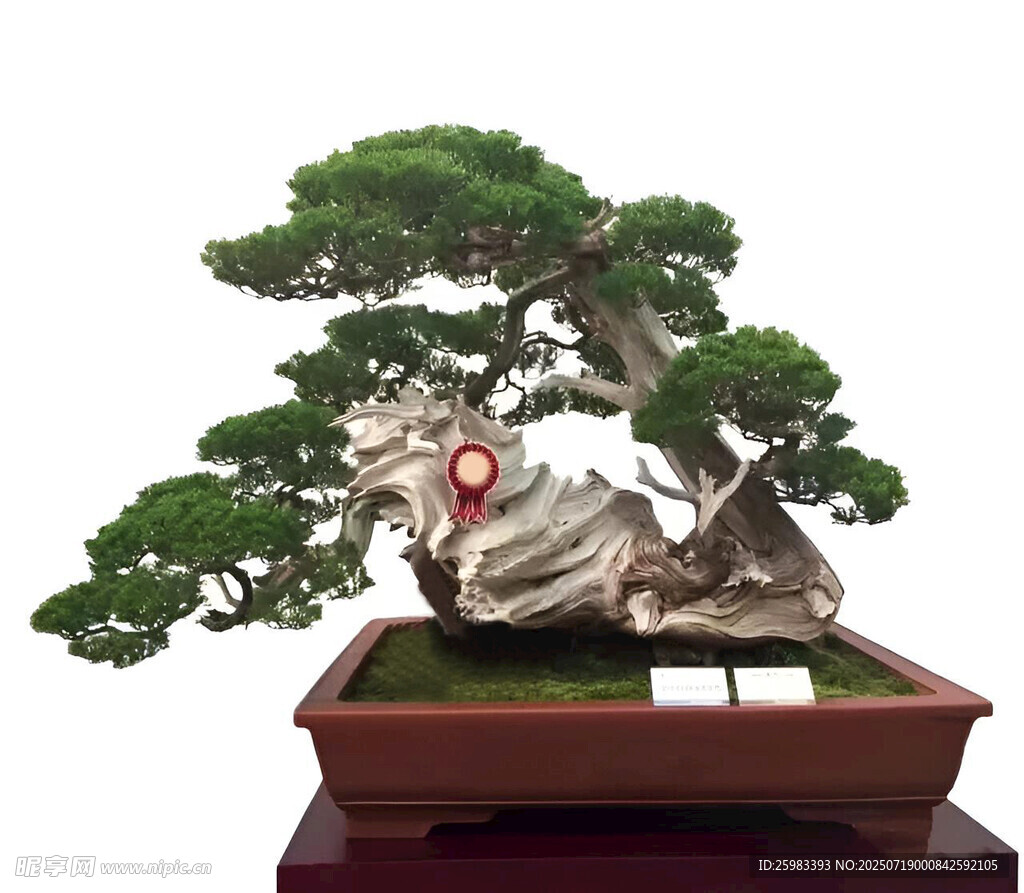 盆景