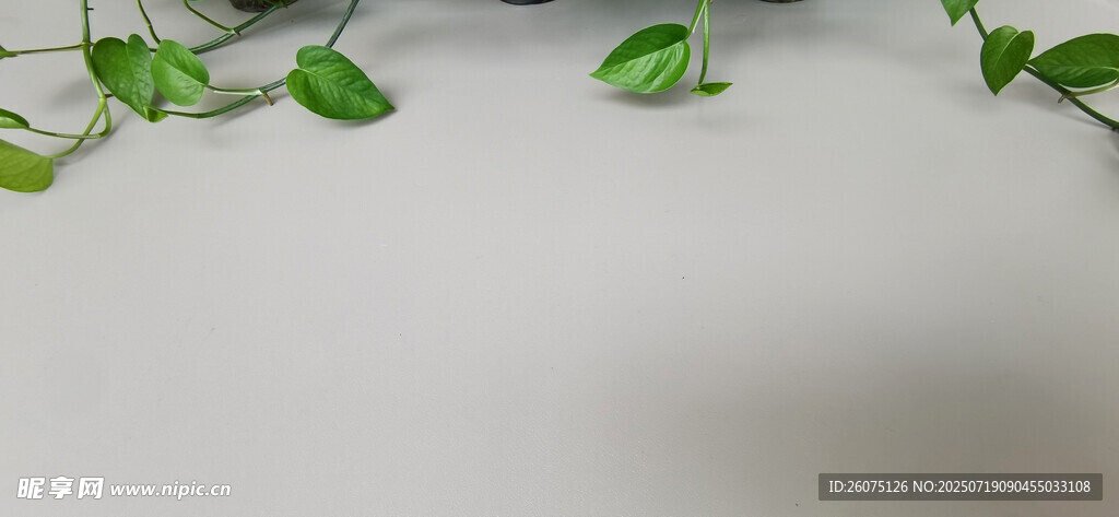 翠绿藤蔓装饰与灰色背景