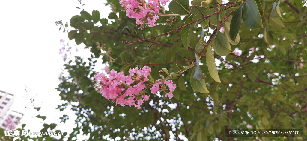 枝头绽放的粉色美丽花朵