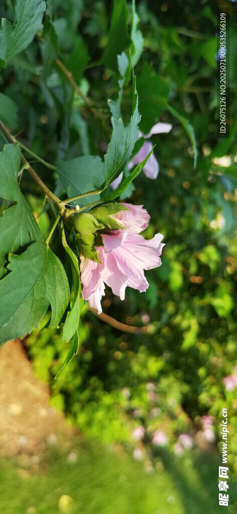 绿叶间绽放的娇艳花朵