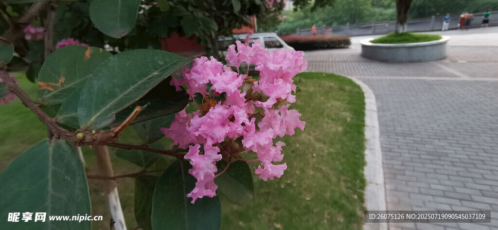 路边绽放的娇艳粉色紫薇花朵