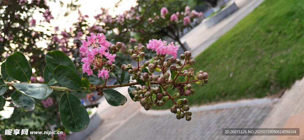 路边绽放的美丽花卉