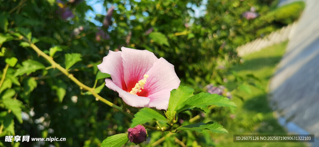 娇艳木槿花绽放于绿意间