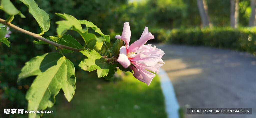 路边绽放的娇艳木槿花