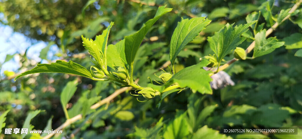 绿叶间绽放的紫色小花