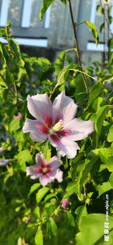 娇艳木槿花绽放绿叶间