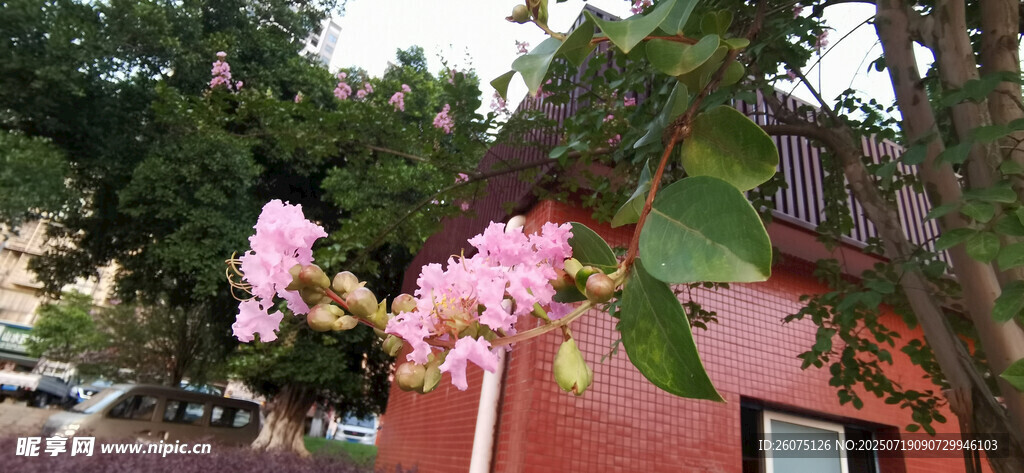 繁花映红屋