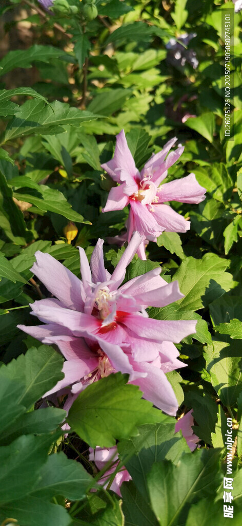 娇艳绽放的粉色木槿花朵