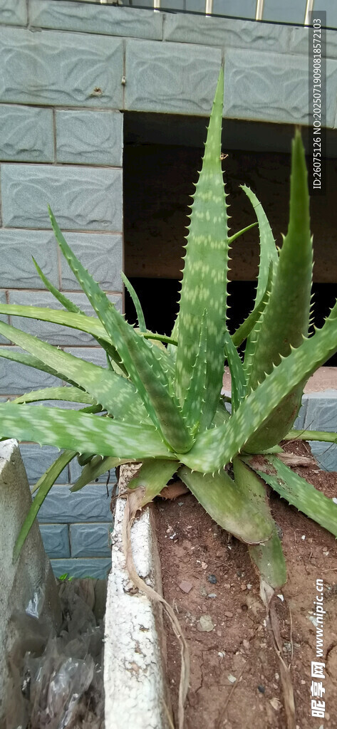室内绿植芦荟特写