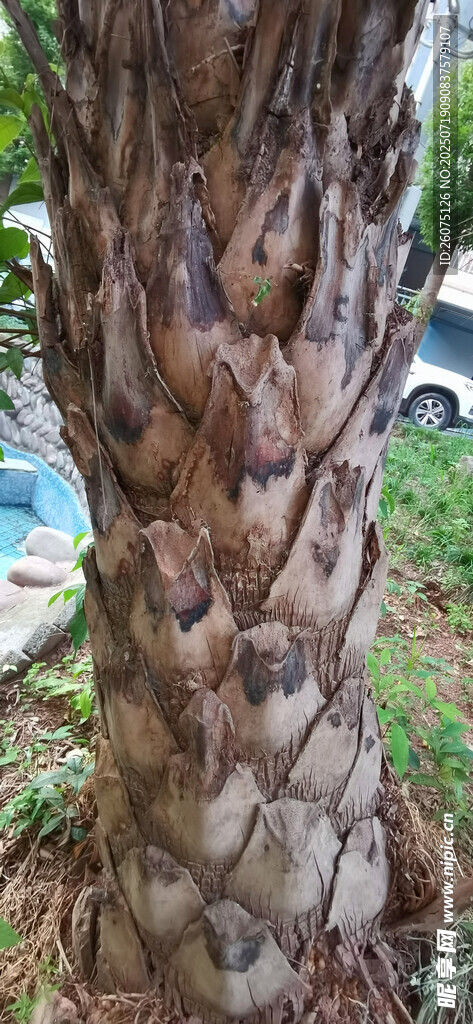 棕榈树树干纹理特写