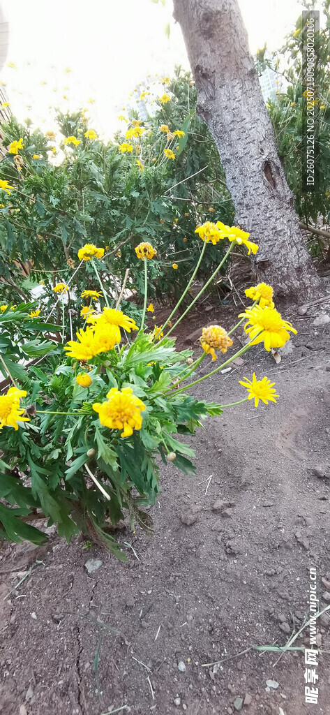 阳光下的黄色花卉景观