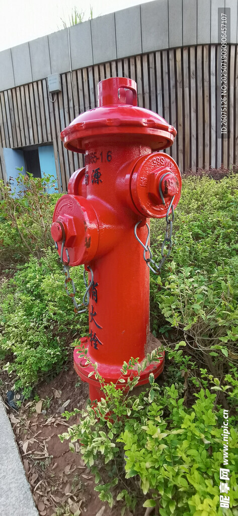 鲜艳红消防栓立于绿植中