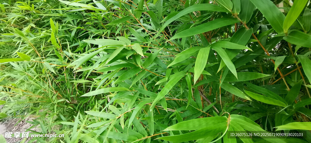翠绿竹林景致