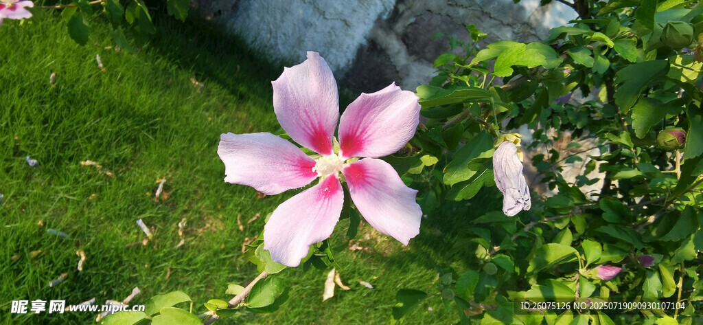 绿叶间绽放的娇艳木槿花朵