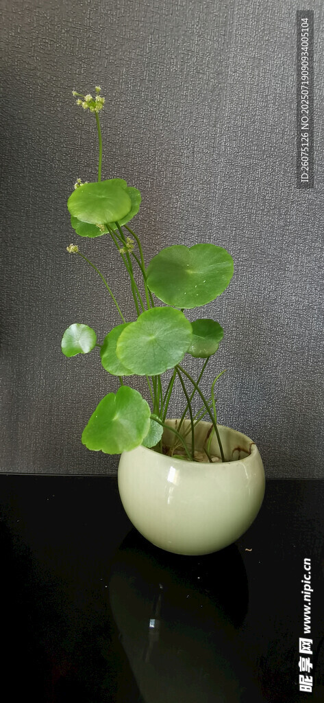 白色花盆中的绿植
