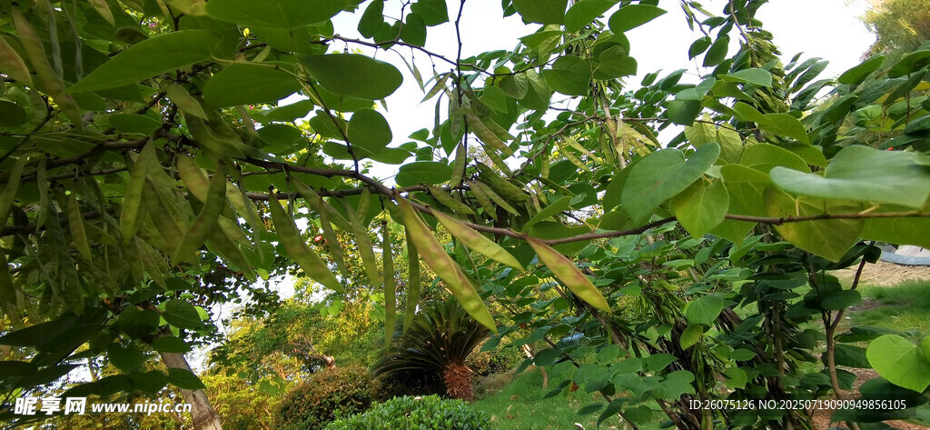 繁茂洋槐与豆荚景观