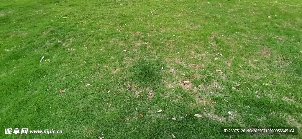生机盎然的翠绿草地